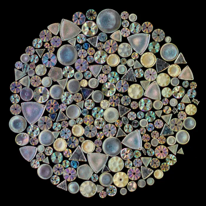 Framed Print : A circular arrangement of 226 diatoms on a Victorian-era antique microscope slide, produced by Watson & Sons of High Holburn, London. Diatoms sourced from St Peter, Hungary