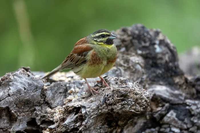 Framed Print : Cirl bunting (Emberiza cirlu) male, perched on a stone, Aude, France. June Framed Print : Cirl bunting (Emberiza cirlu) male, perched on a stone, Aude, France. June