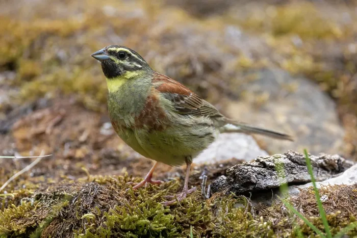 Framed Print : Cirl bunting (Emberiza cirlu) male, perched on a stone, Aude, France. June