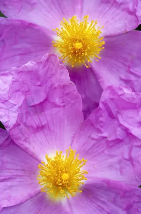 Framed Print : (Cistus creticus) close-up of two flowers, Amigdalokefali, Crete, Greece, April 2009 Framed Print : (Cistus creticus) close-up of two flowers, Amigdalokefali, Crete, Greece, April 2009