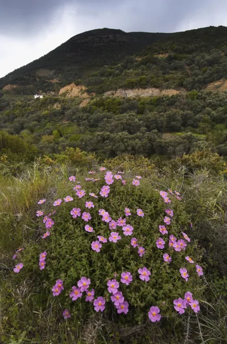 Framed Print : (Cistus creticus) in flower, Amigdalokefali, Crete, Greece, April 2009 Framed Print : (Cistus creticus) in flower, Amigdalokefali, Crete, Greece, April 2009