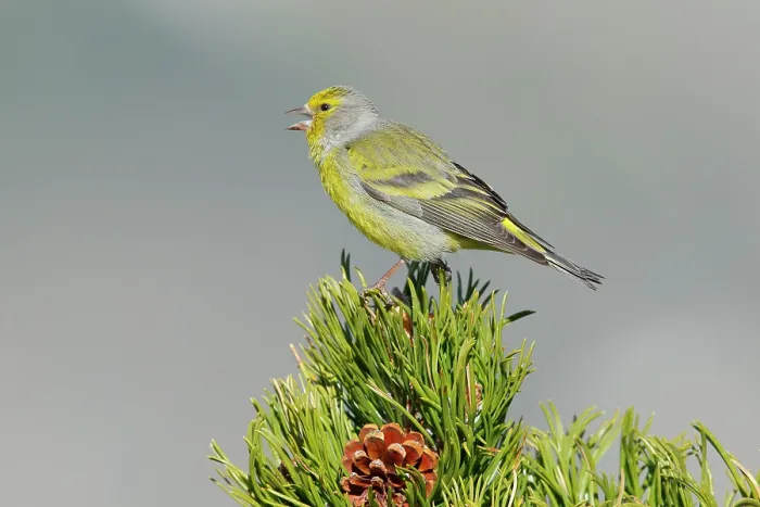 Framed Print : Citril finch (Carduelis citrinella) male, singing perched on a pine tree, Pyrenees, Spain. May Framed Print : Citril finch (Carduelis citrinella) male, singing perched on a pine tree, Pyrenees, Spain. May