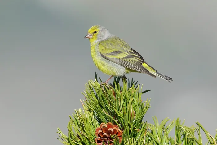 Framed Print : Citril finch (Carduelis citrinella) male, perched on a pine tree, Pyrenees, Spain. May Framed Print : Citril finch (Carduelis citrinella) male, perched on a pine tree, Pyrenees, Spain. May