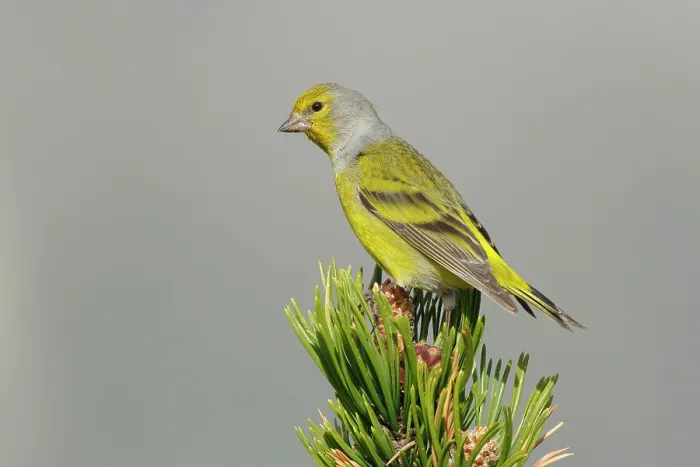 Framed Print : Citril finch (Carduelis citrinella) perched on a pine tree, Pyrenees, Spain. May Framed Print : Citril finch (Carduelis citrinella) perched on a pine tree, Pyrenees, Spain. May