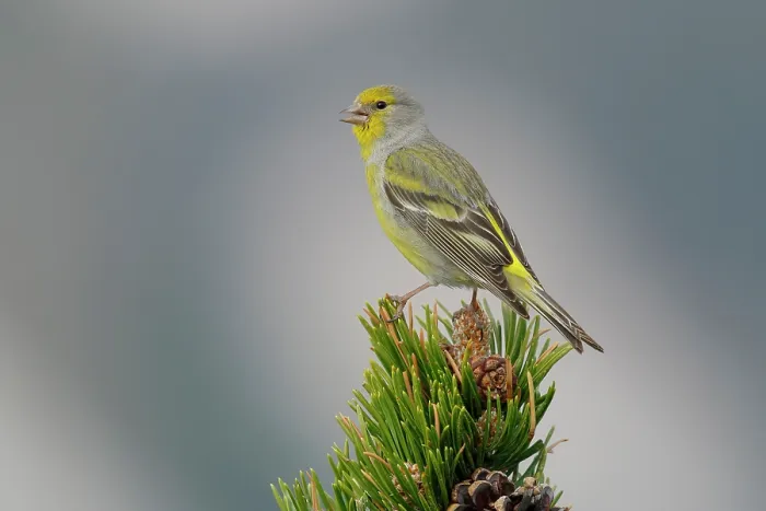 Framed Print : Citril finch (Carduelis citrinella) perched on a pine tree, Pyrenees, Spain. May Framed Print : Citril finch (Carduelis citrinella) perched on a pine tree, Pyrenees, Spain. May