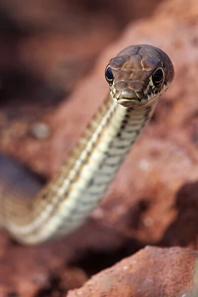 Clarion Island Whip Snake (Masticophis anthonyi), IUCN Critically Endangered, Clarion Island