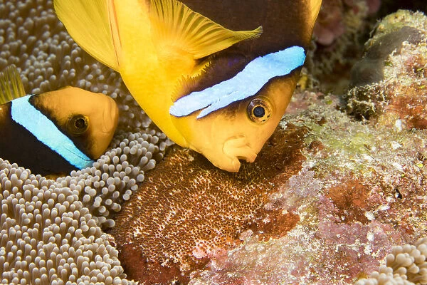Clarks anemonefish (Amphiprion clarkii), pair tending to egg mass placed beside