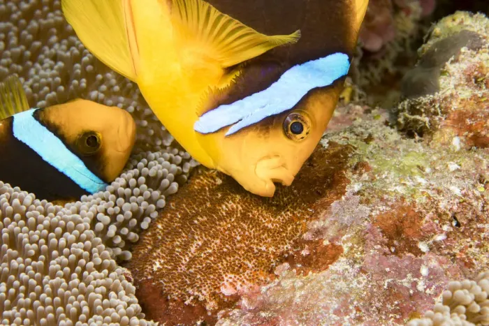 Framed Print : Clarks anemonefish (Amphiprion clarkii), pair tending to egg mass placed beside Framed Print : Clarks anemonefish (Amphiprion clarkii), pair tending to egg mass placed beside