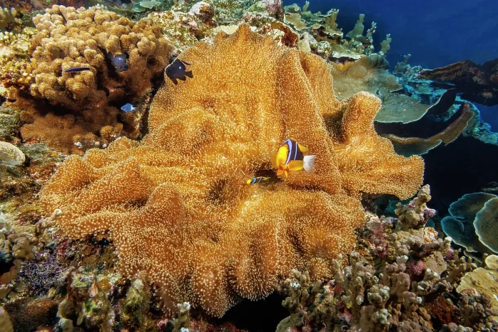 Framed Print : Clark's anemonefish (Amphiprion clarkii) living in Merten's carpet sea anemone (Stichodactyla mertensii) with two Three spot damselfish (Dascyllus trimaculatus) juveniles, Yap Framed Print : Clark's anemonefish (Amphiprion clarkii) living in Merten's carpet sea anemone (Stichodactyla mertensii) with two Three spot damselfish (Dascyllus trimaculatus) juveniles, Yap