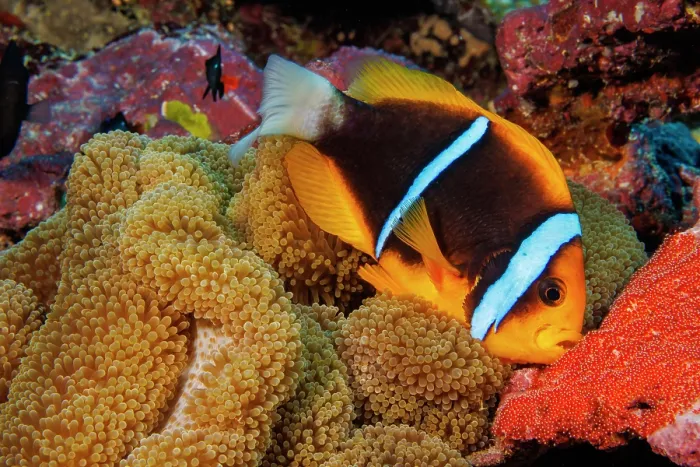 Framed Print : Clark's anemonefish (Amphiprion clarkii) tending to a newly laid batch of bright orange eggs beside Mertens carpet sea anemone (Stichodactyla mertensii), Yap Framed Print : Clark's anemonefish (Amphiprion clarkii) tending to a newly laid batch of bright orange eggs beside Mertens carpet sea anemone (Stichodactyla mertensii), Yap