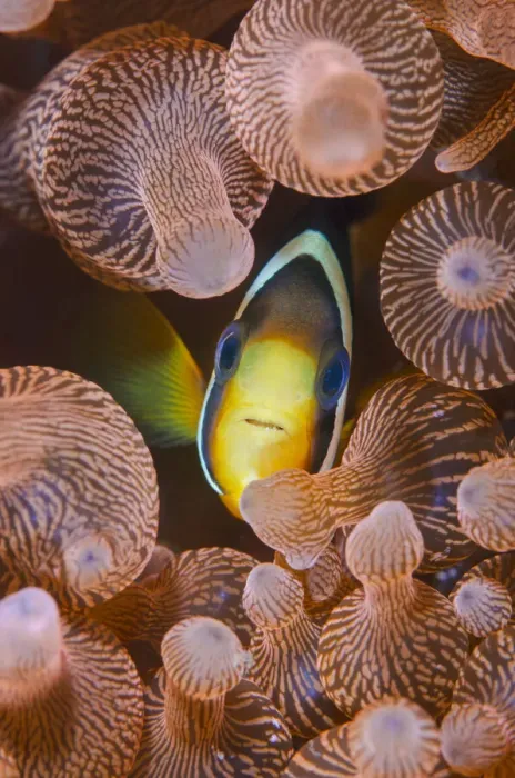 Framed Print : Clarks anemonefish (Amphiprion clarkii) portrait in its host Bubble-tip anemone Framed Print : Clarks anemonefish (Amphiprion clarkii) portrait in its host Bubble-tip anemone