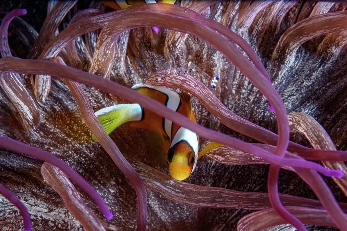 Framed Print : Clark's anemonefish (Amphiprion clarkii) resting inside a sea anemone, Lembeh Strait, North Sulawesi, Indonesia, Pacific Ocean Framed Print : Clark's anemonefish (Amphiprion clarkii) resting inside a sea anemone, Lembeh Strait, North Sulawesi, Indonesia, Pacific Ocean