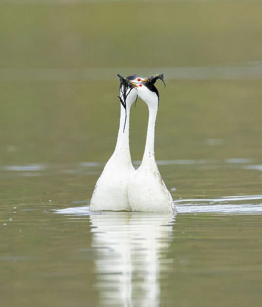 Clarks grebes (Aechmophorus clarkii) courting pair performing the Weed Ceremony