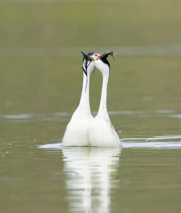 Framed Print : Clarks grebes (Aechmophorus clarkii) courting pair performing the Weed Ceremony Framed Print : Clarks grebes (Aechmophorus clarkii) courting pair performing the Weed Ceremony