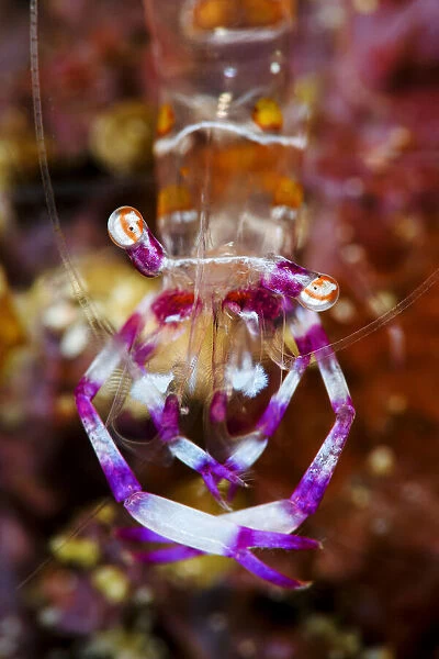 Cleaning shrimp (Periclimenes sp) on a coral reef, close up, Triton Bay, West Papua, Indonesia, Pacific Ocean