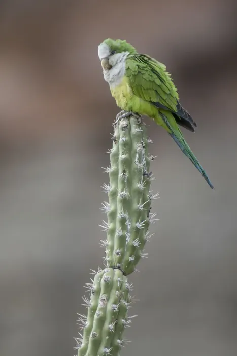 Framed Print : Cliff parakeets (Myiopsitta luchsi) perched on cactus, Red-fronted Macaw Community Nature Reserve Framed Print : Cliff parakeets (Myiopsitta luchsi) perched on cactus, Red-fronted Macaw Community Nature Reserve