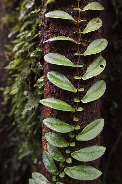 A climber plant in the montane rainforest, near FakFak, Mainland New Guinea, Western Papua