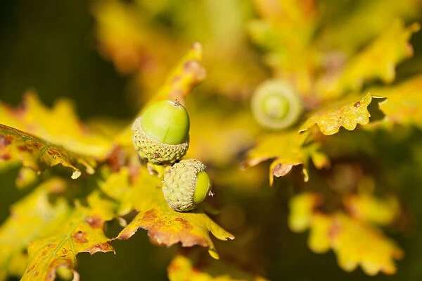 Close up of acorns and autumnal foliage ofEnglish oak (Quercus robur), Arne RSPB reserve
