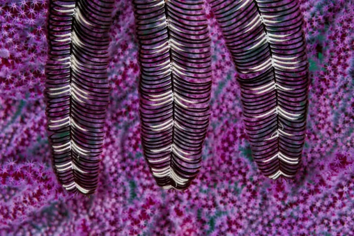 Framed Print : Close up of three arms from a Feather star (Crinoidea), Triton Bay, West Papua, Indonesia, Pacific Ocean Framed Print : Close up of three arms from a Feather star (Crinoidea), Triton Bay, West Papua, Indonesia, Pacific Ocean