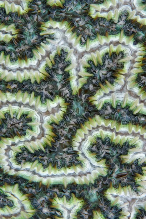 Framed Print : Close up of Brain coral (Merulinidae or Mussidae) with its feeding tentacles extended, Triton Bay, West Papua, Indonesia, Pacific Ocean Framed Print : Close up of Brain coral (Merulinidae or Mussidae) with its feeding tentacles extended, Triton Bay, West Papua, Indonesia, Pacific Ocean
