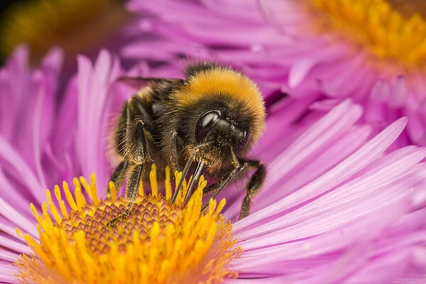Close up of Buff-tailed Bumblebee (Bombus terrestris) feeding at a flower (Aster sp)