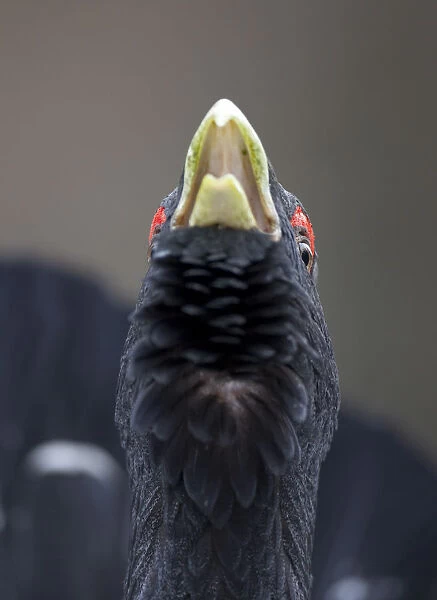 Close up of Capercaillie (Tetrao urogallus) male displaying in pine forest, Cairngorms NP