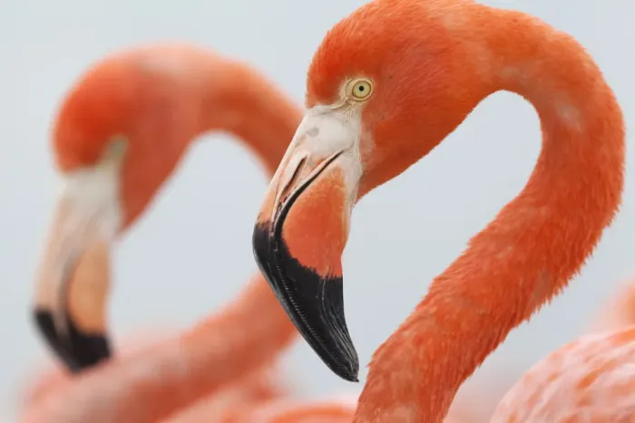 Framed Print : Close up of a Caribbean flamingo (Phoenicopterus ruber) in the breeding colony Framed Print : Close up of a Caribbean flamingo (Phoenicopterus ruber) in the breeding colony