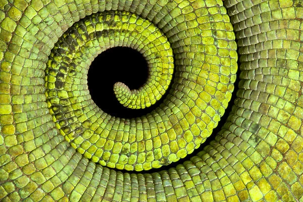 Close up of coiled tail of Parsons chameleon {Calumma parsonii} showing scales