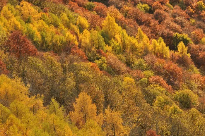 Framed Print : Close up of colourful mixed woodland in autumn, Kinnoull Hill Woodland Park Framed Print : Close up of colourful mixed woodland in autumn, Kinnoull Hill Woodland Park