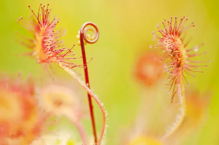 Framed Print : Close up of Common / Round leaved sundew {Drosera rotundifolia}, Westhay Nature Reserve Framed Print : Close up of Common / Round leaved sundew {Drosera rotundifolia}, Westhay Nature Reserve