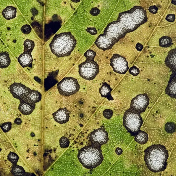 Framed Print : Close up of decaying Sycamore leaf (Acer pseudoplatanus) Devon, England, November 2008 Framed Print : Close up of decaying Sycamore leaf (Acer pseudoplatanus) Devon, England, November 2008