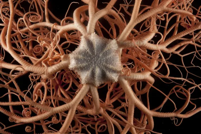 Framed Print : Close up of deepsea Basket star (Gorgonocephalus sp) from coral seamount, SW Indian Ridge Framed Print : Close up of deepsea Basket star (Gorgonocephalus sp) from coral seamount, SW Indian Ridge