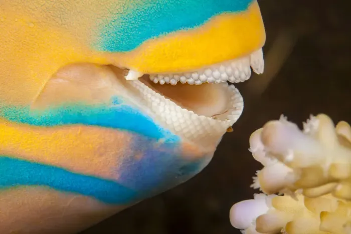 Framed Print : Close up at the dental plates of Three color parrotfish (Scarus tricolor Framed Print : Close up at the dental plates of Three color parrotfish (Scarus tricolor
