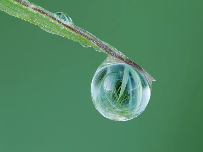 Framed Print : Close up of dew drop on grass tip showing grass behind refracted in droplet, Hertfordshire, England, UK. May. Focus stacked Framed Print : Close up of dew drop on grass tip showing grass behind refracted in droplet, Hertfordshire, England, UK. May. Focus stacked