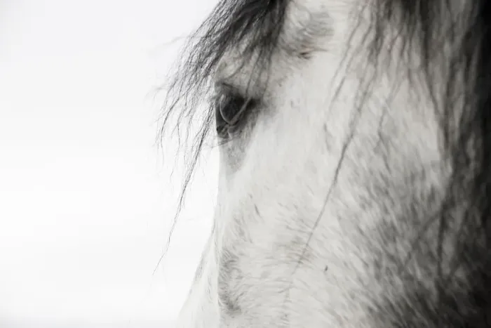 Framed Print : Close up of eye of Purebred Grey Andalusian mare, Longmont, Colorado, USA Framed Print : Close up of eye of Purebred Grey Andalusian mare, Longmont, Colorado, USA