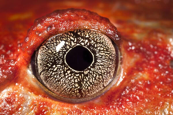 Close up of eye of Tomato frog {Dyscophus antongili} Maroantsetra, Northeast Madagascar