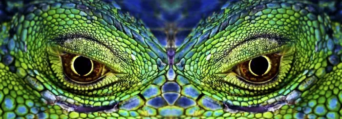 Framed Print : Close up of eyes of Common iguana {Iguana iguana} captive Framed Print : Close up of eyes of Common iguana {Iguana iguana} captive
