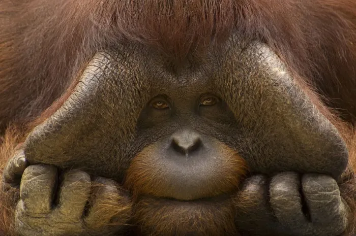 Framed Print : Close up face portrait of male Orang Utan (Pongo pygmaeus) Captive, Netherlands Framed Print : Close up face portrait of male Orang Utan (Pongo pygmaeus) Captive, Netherlands
