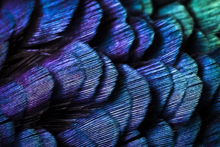 Framed Print : Close up of feathers of cock Pheasant (Phasianus colchicus) Framed Print : Close up of feathers of cock Pheasant (Phasianus colchicus)