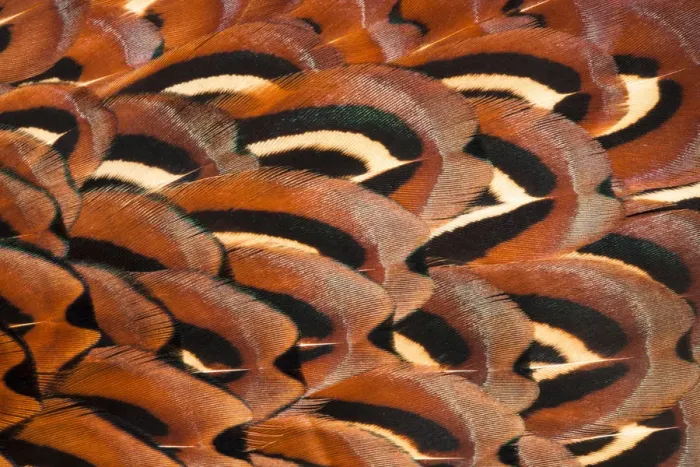 Framed Print : Close up of feathers of cock Pheasant (Phasianus colchicus) Framed Print : Close up of feathers of cock Pheasant (Phasianus colchicus)