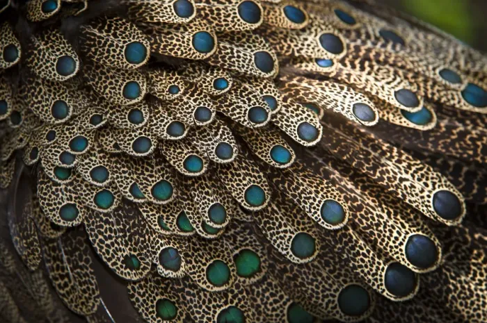 Framed Print : Close up of feathers of male Malayan peacock pheasant (Polyplectron malacense) Framed Print : Close up of feathers of male Malayan peacock pheasant (Polyplectron malacense)