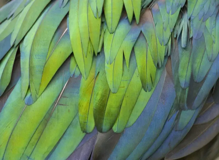 Framed Print : Close up of feathers of Nicobar pigeon (Caloenas nicobarica) from south east asia Framed Print : Close up of feathers of Nicobar pigeon (Caloenas nicobarica) from south east asia
