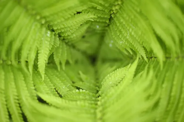Framed Print : Close up of Ferns, Tangjiahe National Nature Reserve, Qingchuan County, Sichuan province Framed Print : Close up of Ferns, Tangjiahe National Nature Reserve, Qingchuan County, Sichuan province