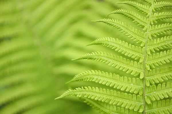 Close up of Ferns, Tangjiahe National Nature Reserve, Qingchuan County, Sichuan province
