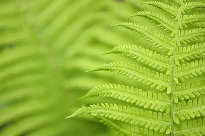 Framed Print : Close up of Ferns, Tangjiahe National Nature Reserve, Qingchuan County, Sichuan province Framed Print : Close up of Ferns, Tangjiahe National Nature Reserve, Qingchuan County, Sichuan province