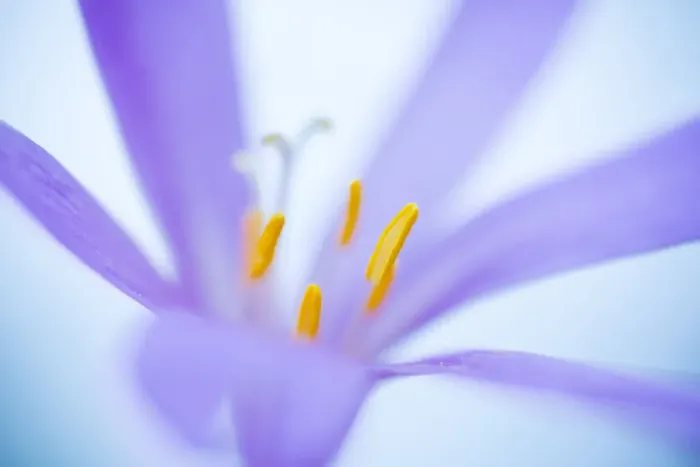 Framed Print : Close up of flower (Colchicum montanum), Leon province, Castilla y Leon, Spain. August