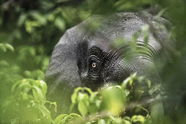 Close up of a Forest elephant (Loxodonta africana cyclotis) hidden in foliage, Loango National Park, Gabon. December