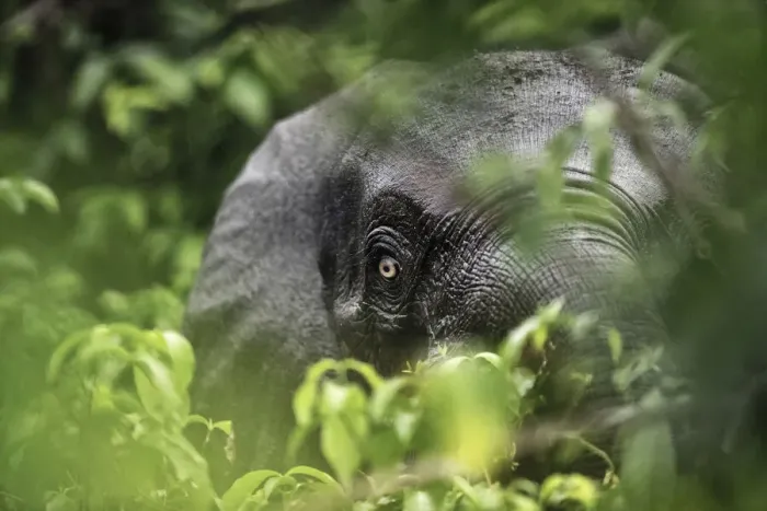 Framed Print : Close up of a Forest elephant (Loxodonta africana cyclotis) hidden in foliage, Loango National Park, Gabon. December Framed Print : Close up of a Forest elephant (Loxodonta africana cyclotis) hidden in foliage, Loango National Park, Gabon. December