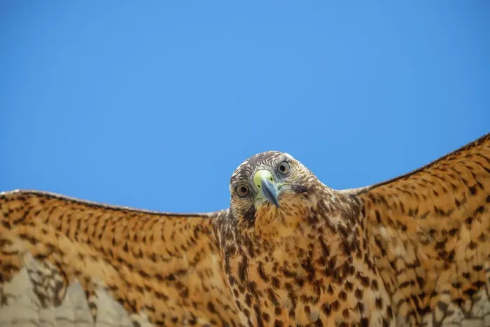 Framed Print : Close up of Galapagos hawk (Buteo galapagoensis) in immature plumage, flying, Alcedo Volcano, Isabela Island, Galapagos Islands, Ecuador
