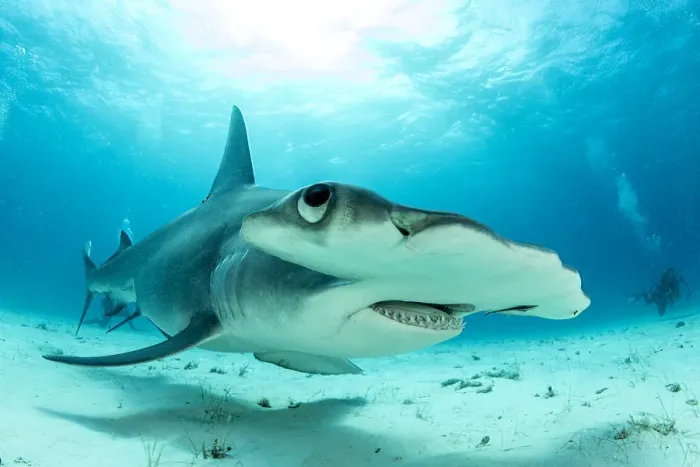 Framed Print : Close up if a Great hammerhead shark (Sphyrna mokarran) swimming over sandy seabed Framed Print : Close up if a Great hammerhead shark (Sphyrna mokarran) swimming over sandy seabed